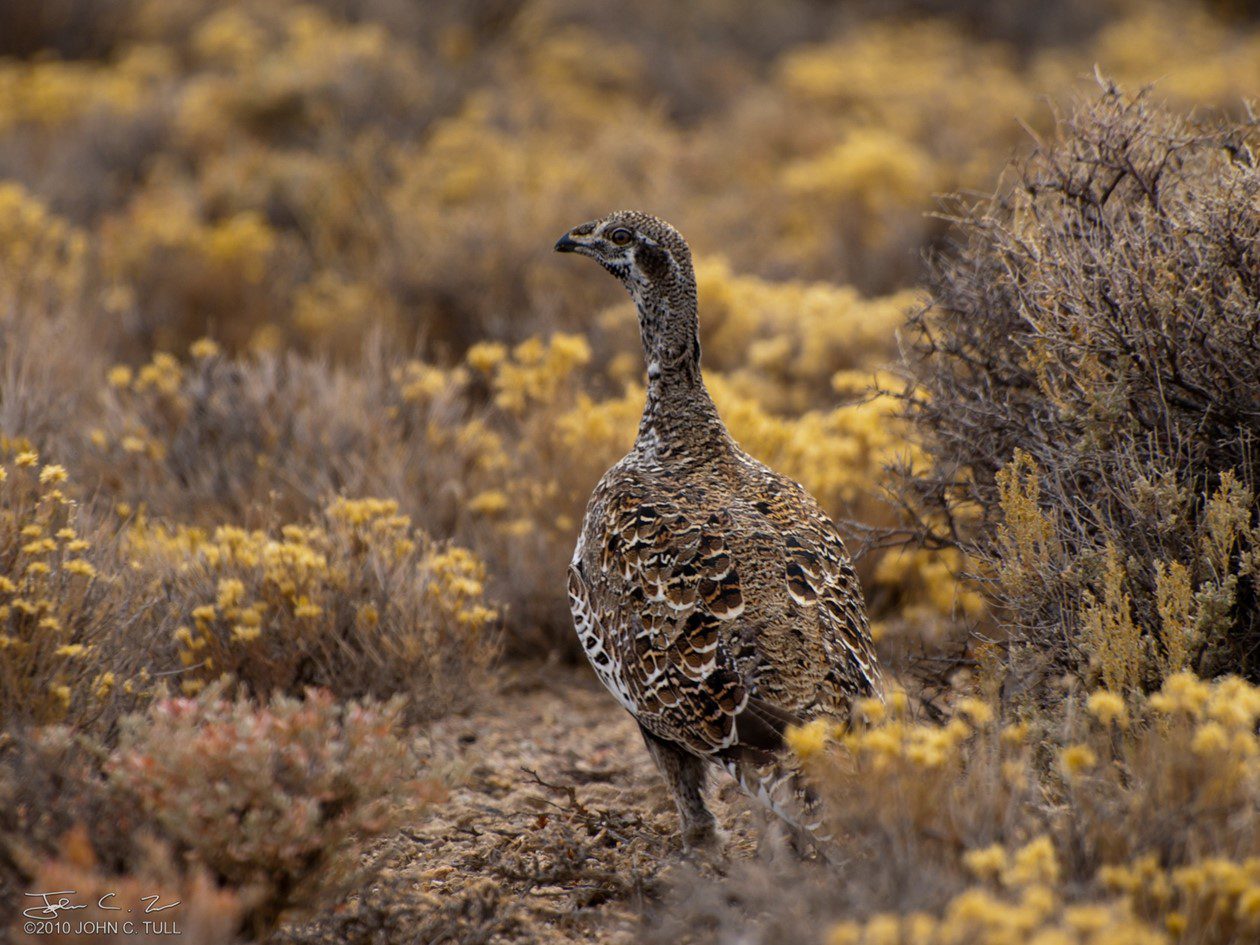 Sagebrush habitat